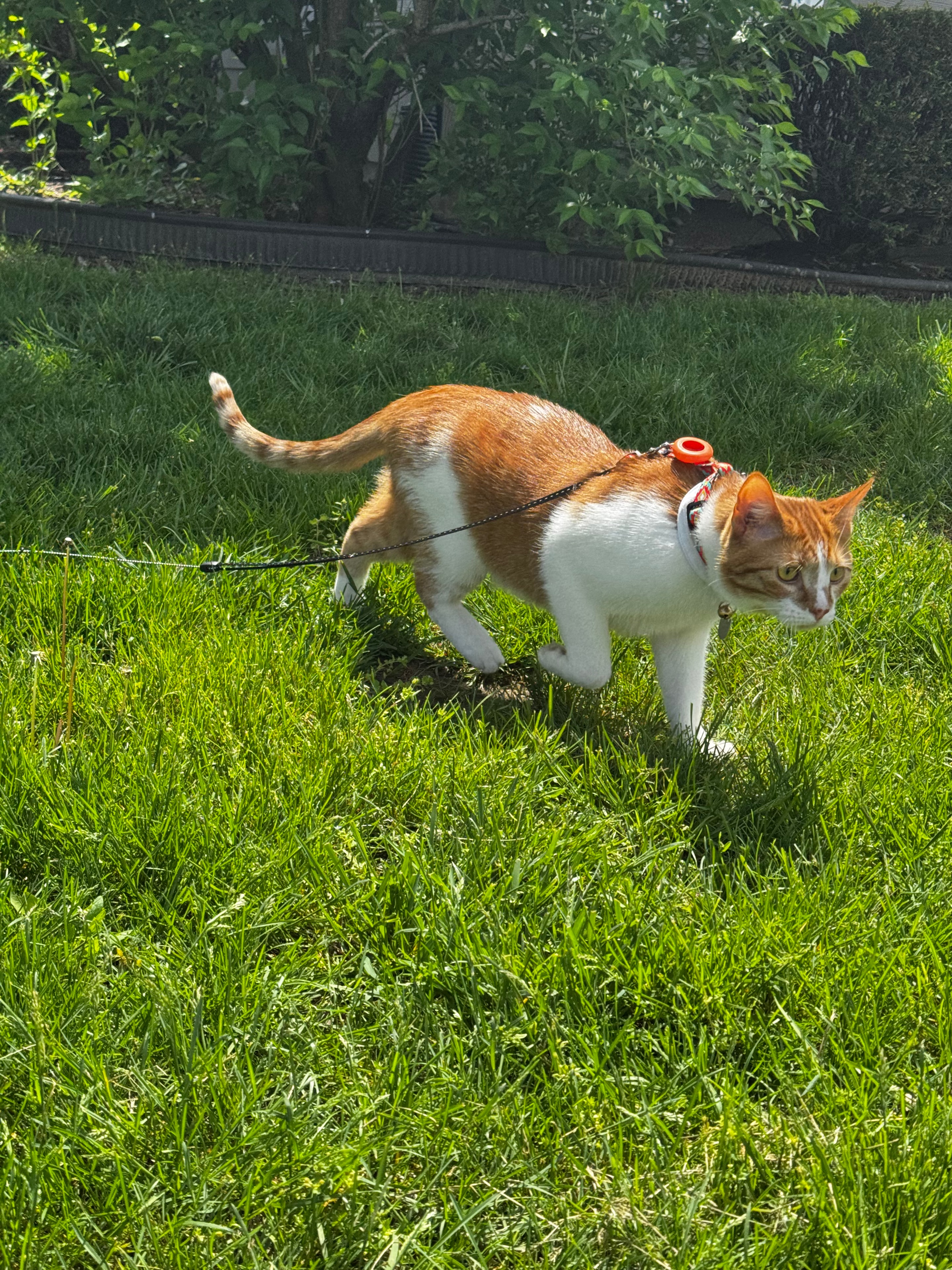 Sage, one of Taylor's cats