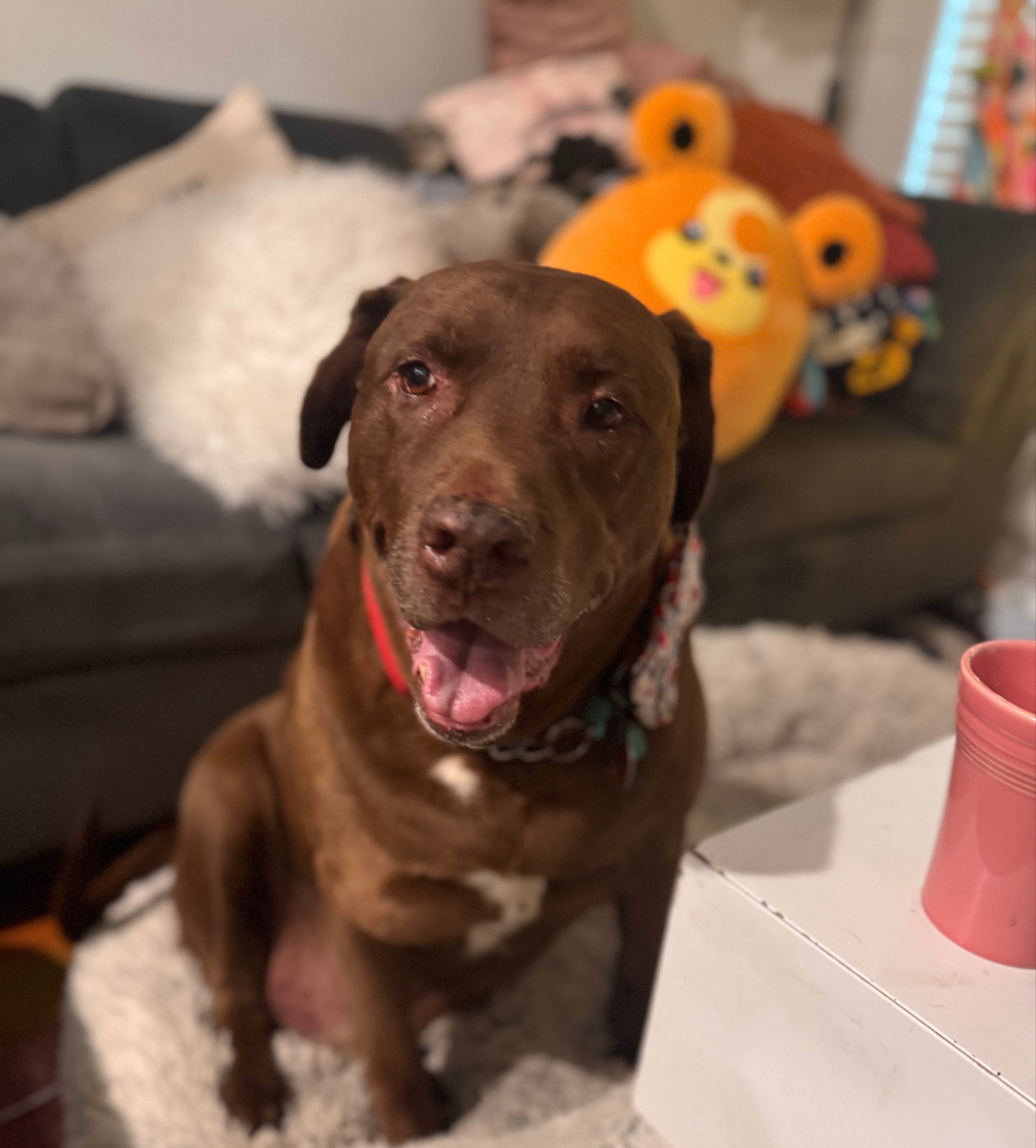 Buster, a beloved pet