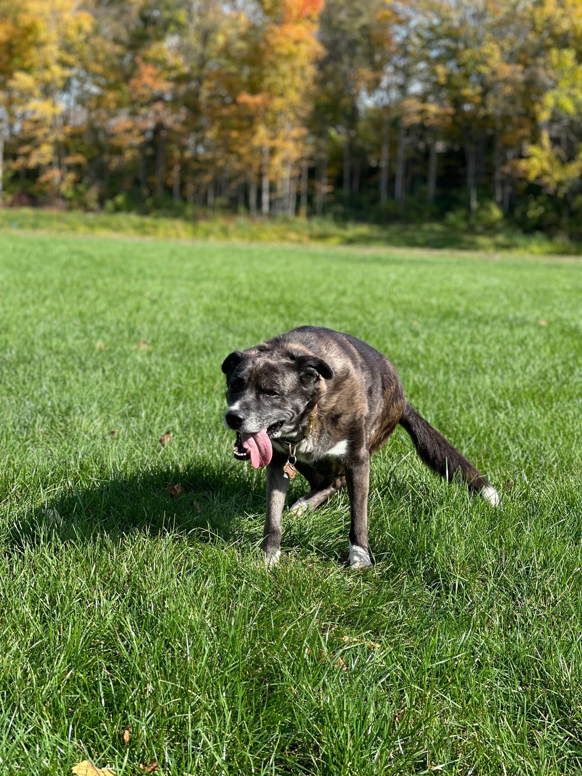 Stella, a beloved pet