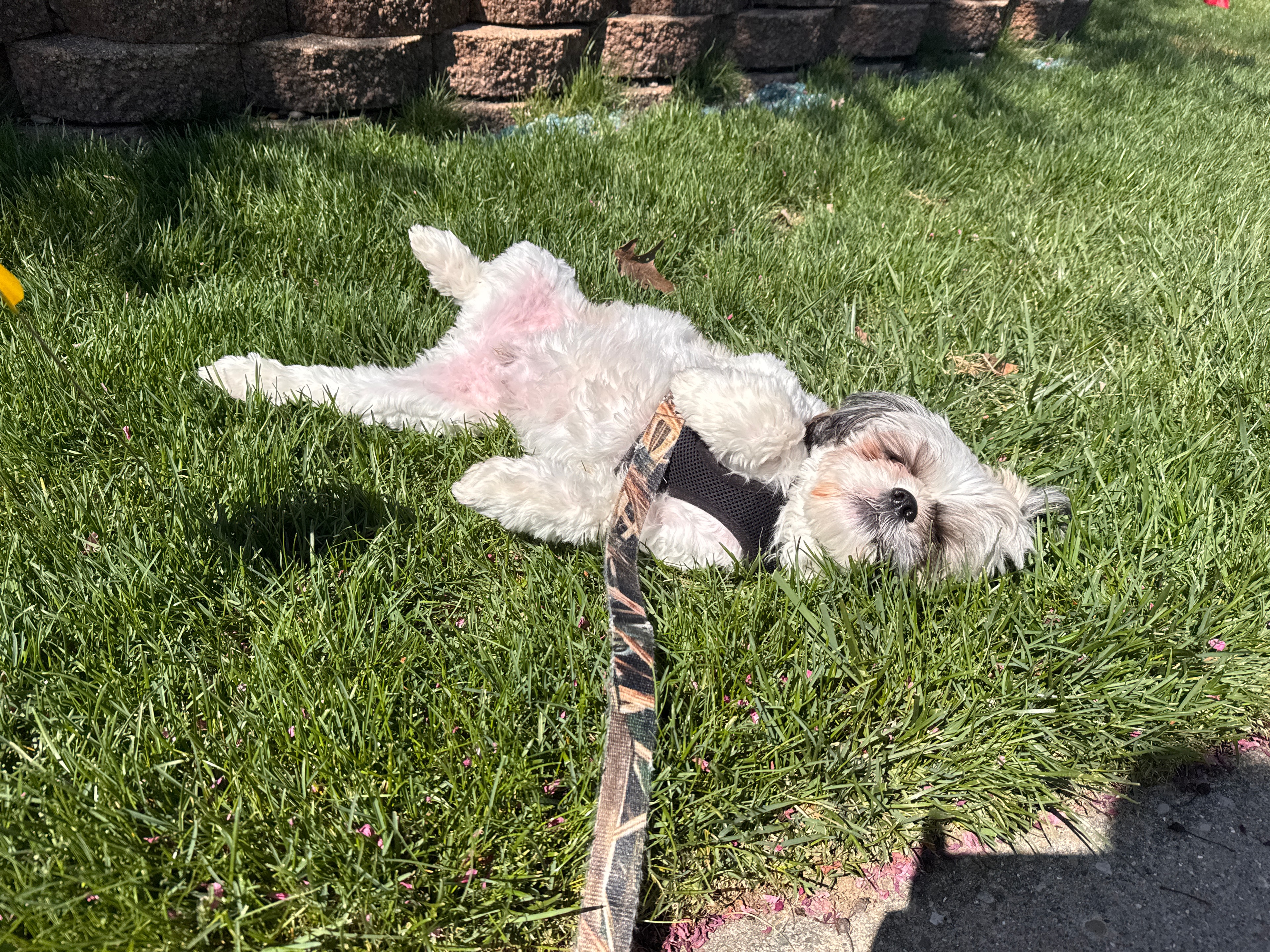 Teddy, one of Taylor's regulars