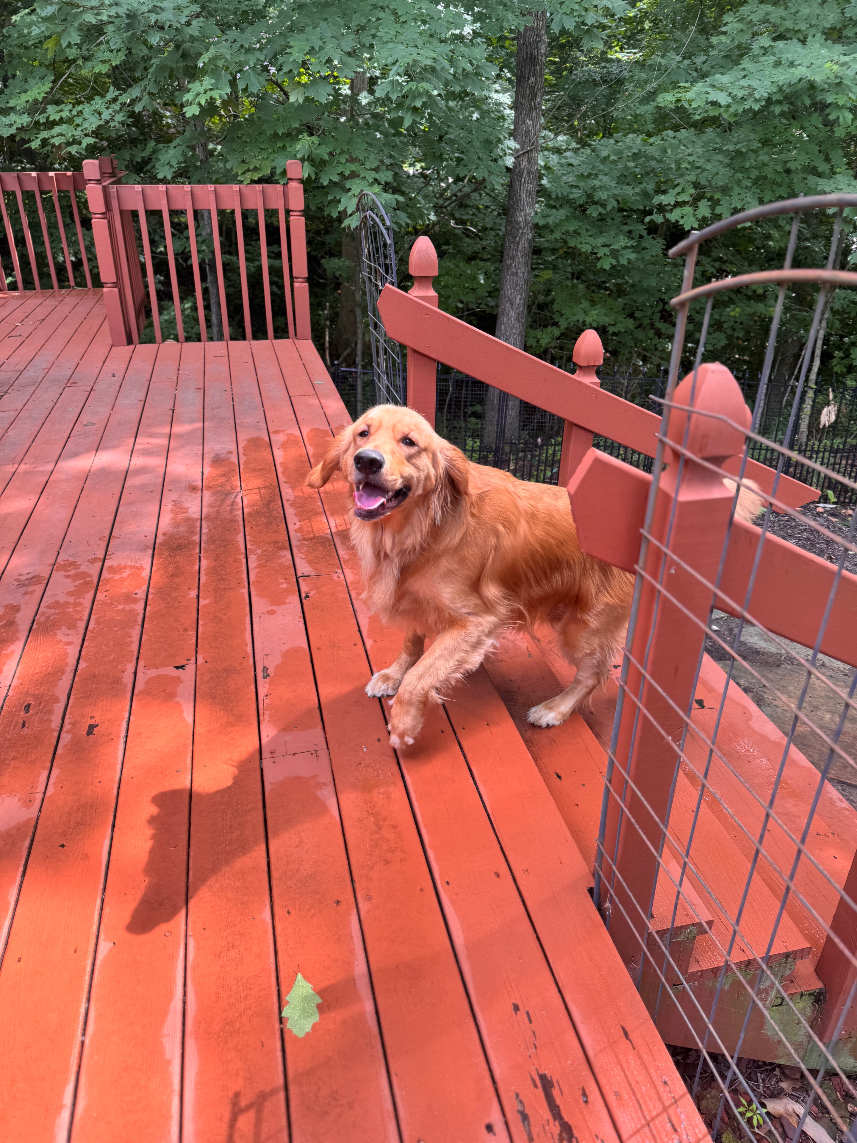 Hank, one of Taylor's regulars