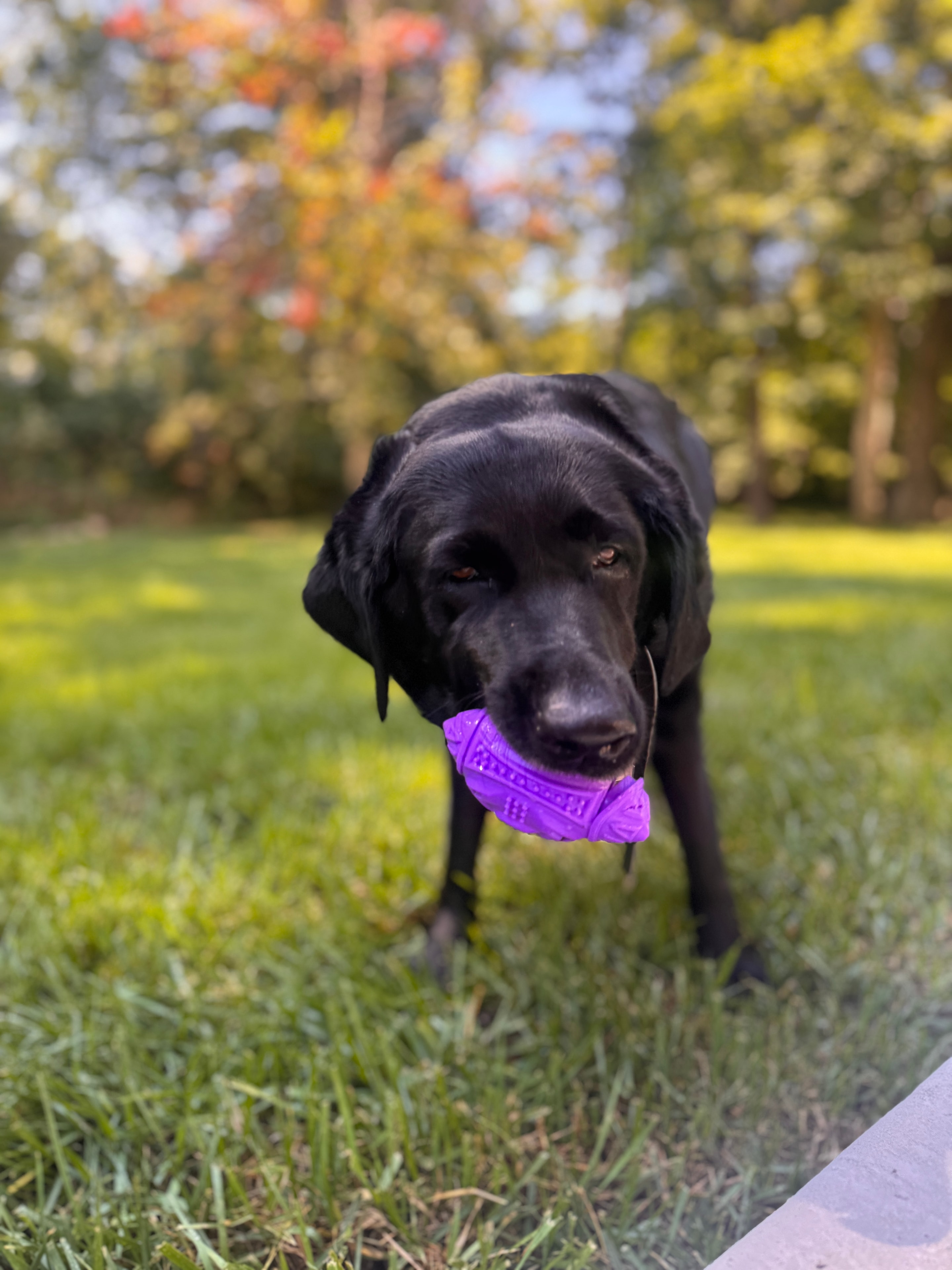 Pet enjoying a Westside Paws Co. visit