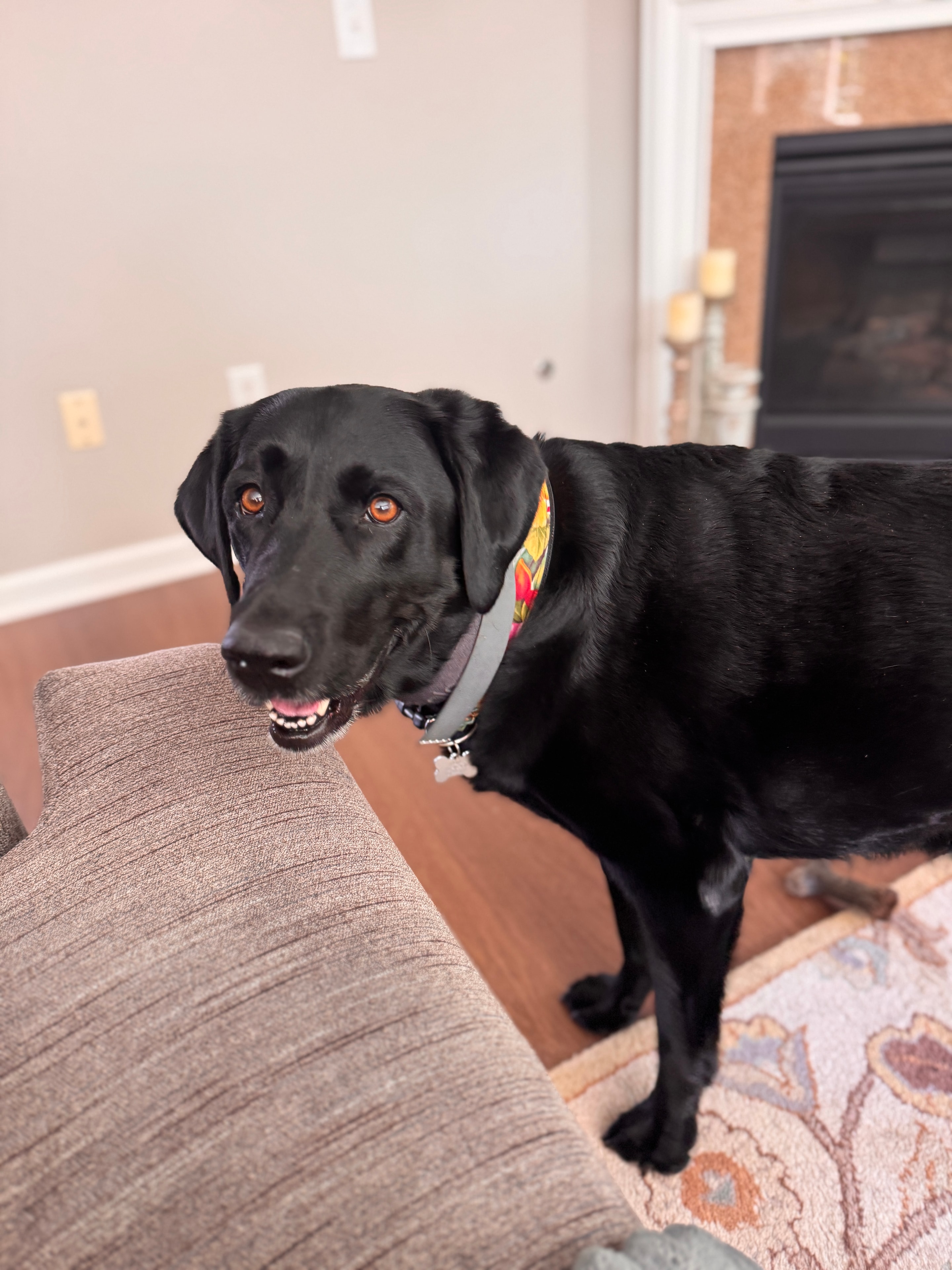 Pet enjoying a Westside Paws Co. visit