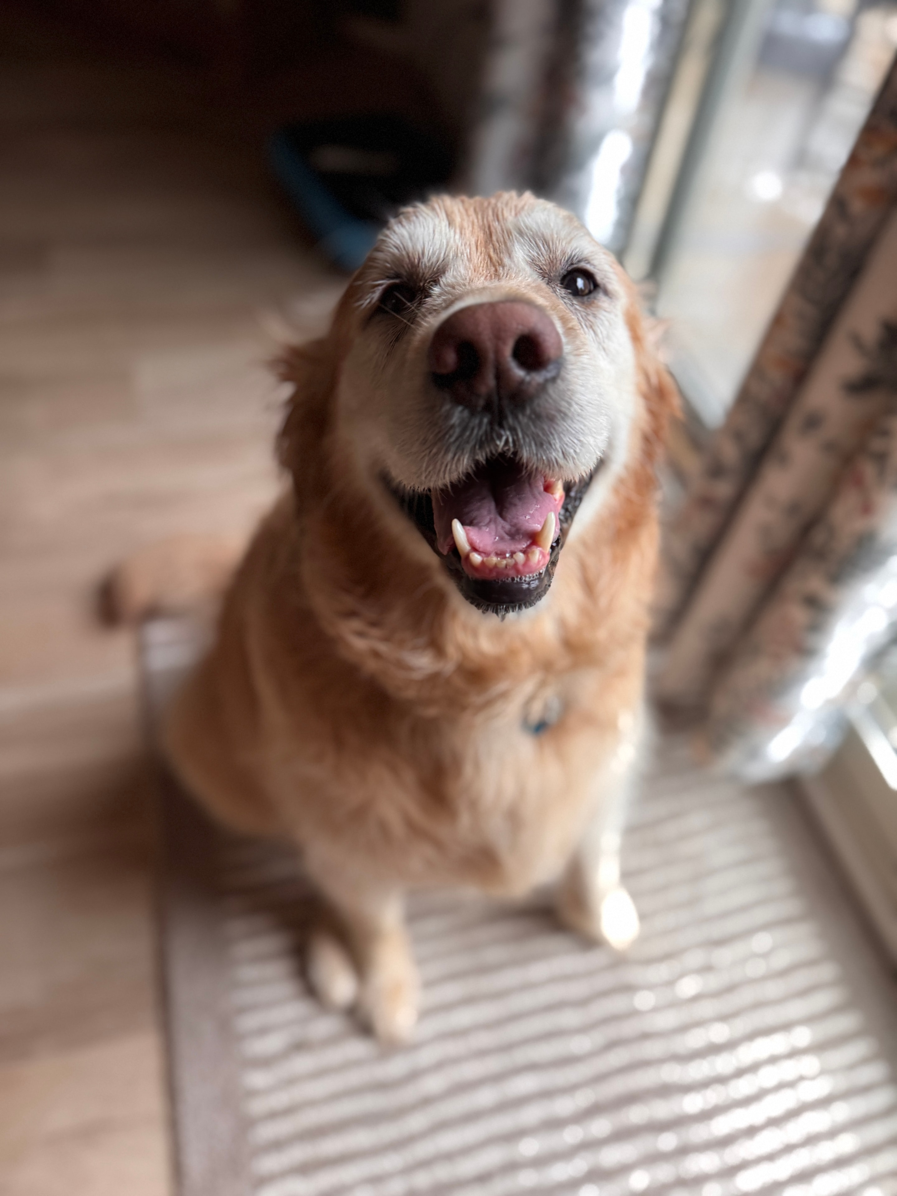 Happy golden dog indoors
