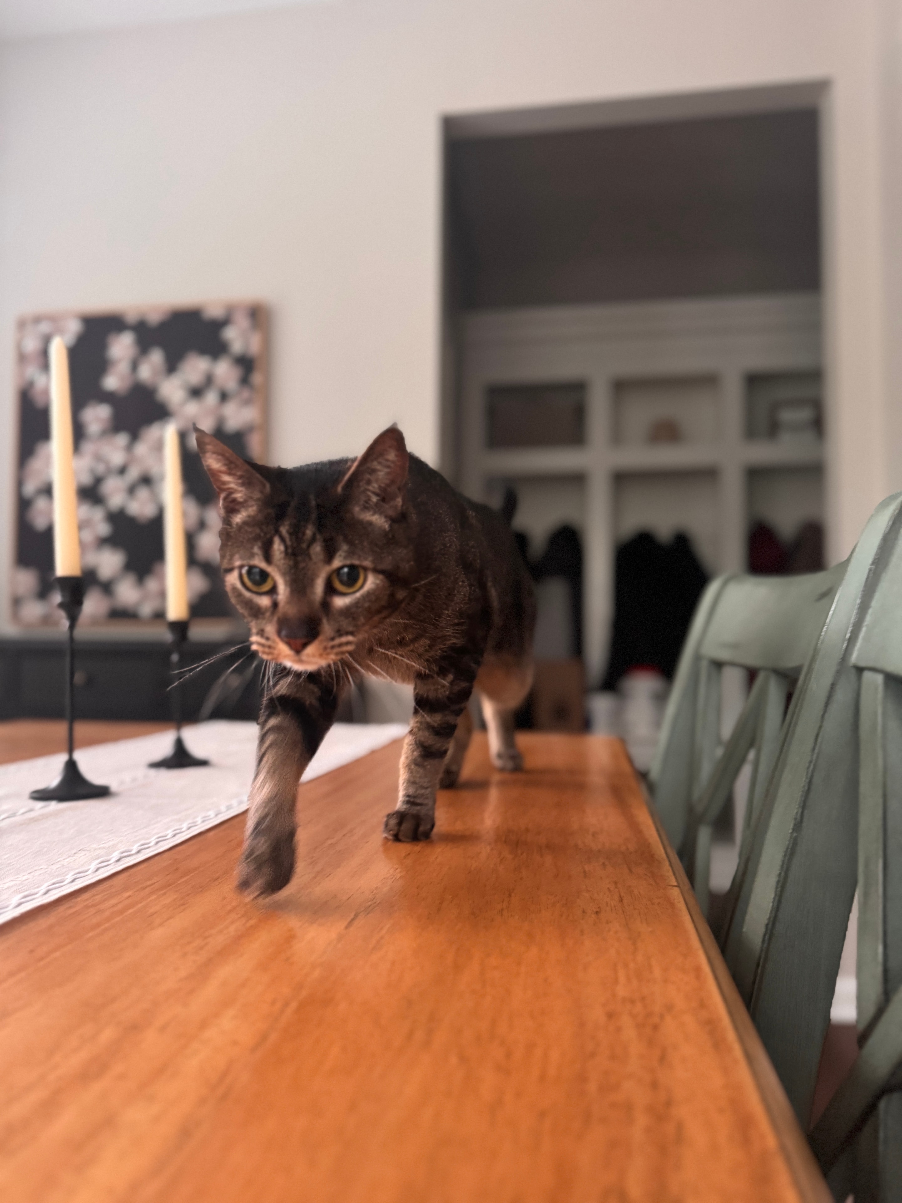 Tabby cat walking across a dining table