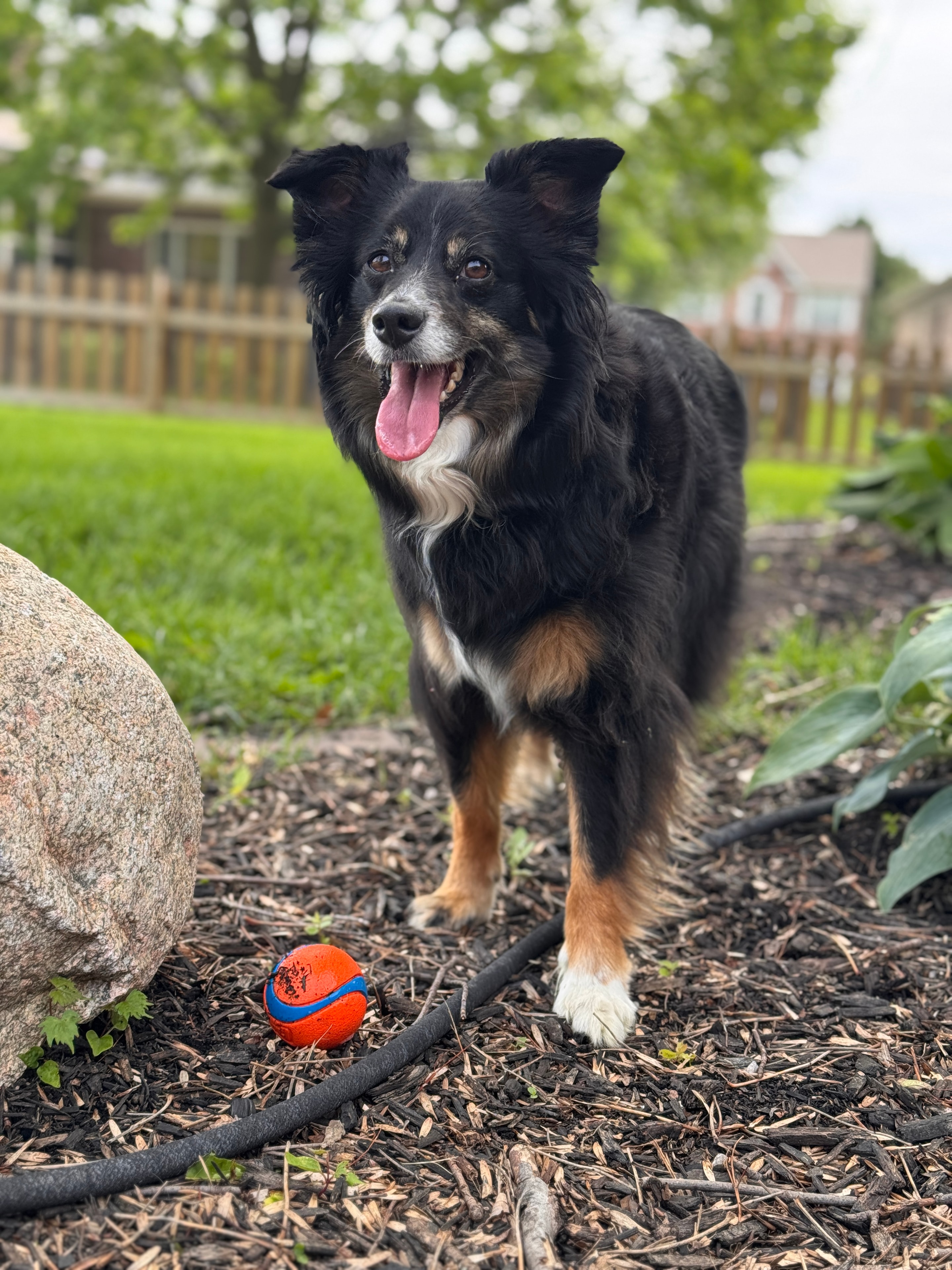 Pet enjoying a Westside Paws Co. visit