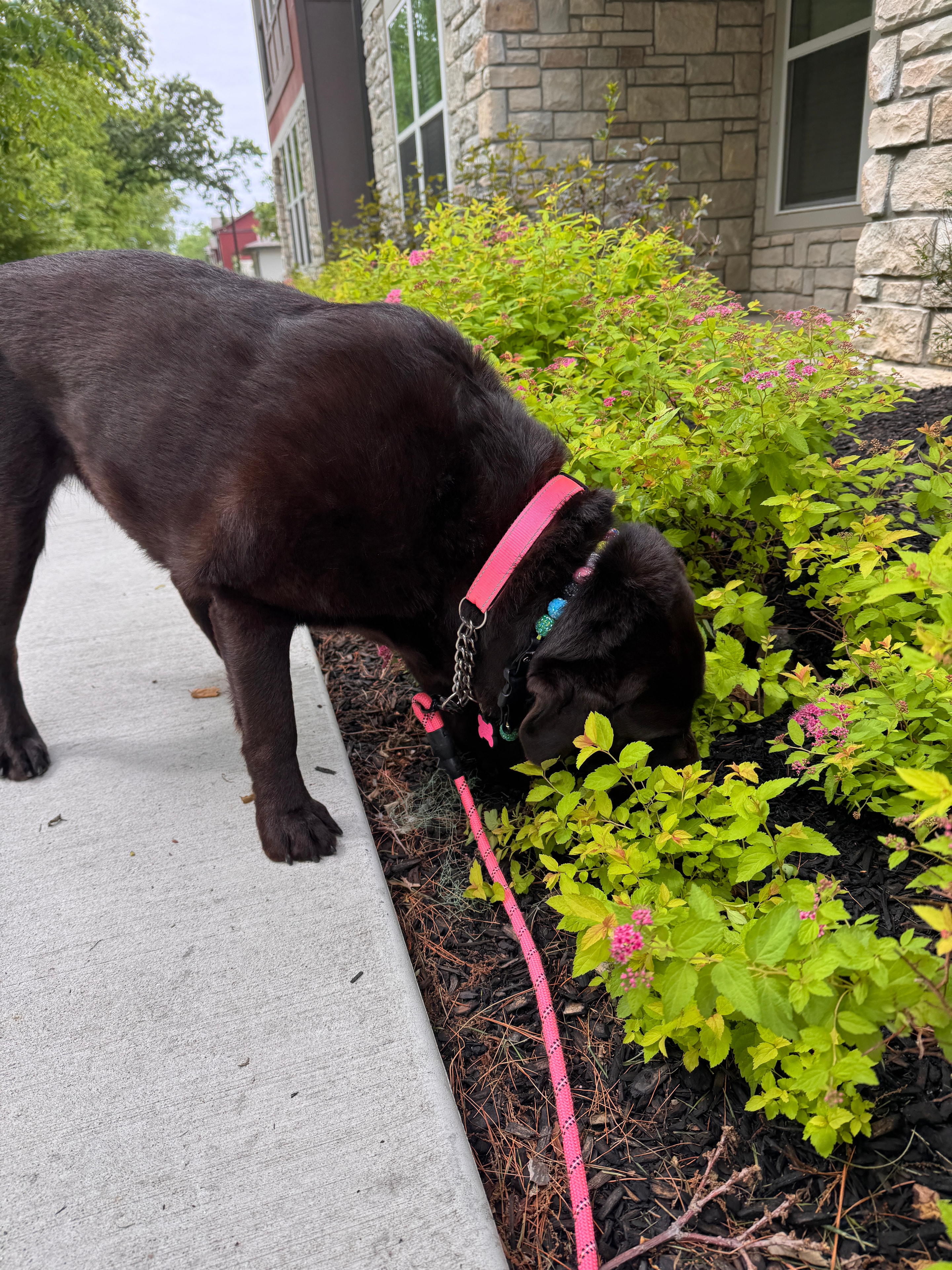 Pet enjoying a Westside Paws Co. visit