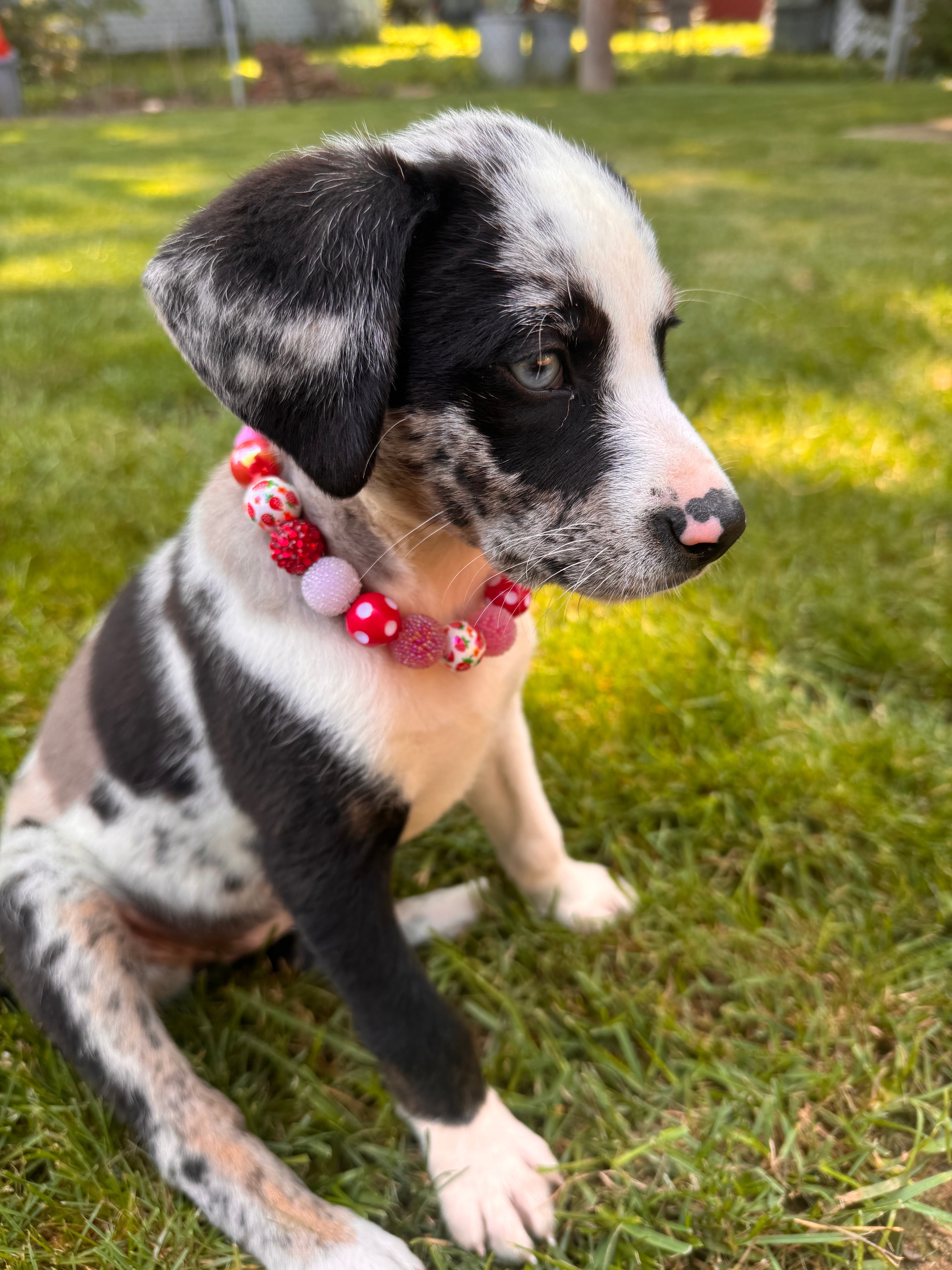 Dog wearing a Beaded Bestie Co. beaded collar